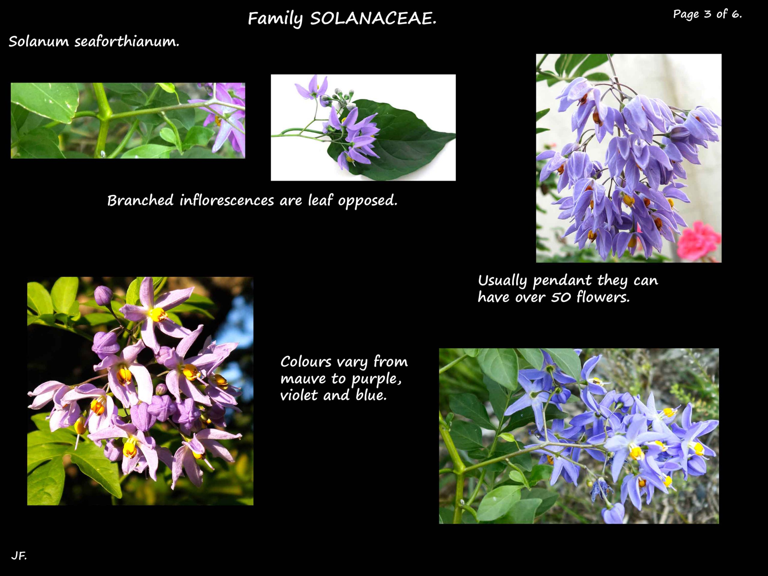 3 Blue & mauve flowers of Solanum seaforthianum